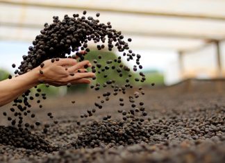 sustainably grown coffee