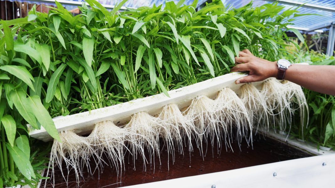 Hydroponics farming