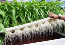 Hydroponics farming