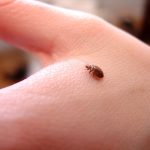 bed bug exterminator Singapore